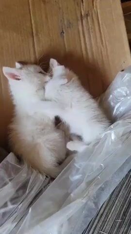 The video shows two white kittens playing inside a cardboard box lined with clear plastic. One kitten is on its back, with its paws in the air, while the other kitten is on top of it, looking down. The kittens are interacting playfully, with one kitten appearing to nibble the other. The background is a cardboard box and a dark surface.