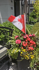 Painted Adirondack chairs and Canada Day festivities in Oakville
