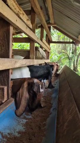 The video shows several goats eating from a trough in a wooden shelter. The shelter has a metal roof and is open on one side, revealing greenery and trees in the background. The goats are of various colors, including black, white, and brown. They are positioned with their heads down in the trough, consuming feed. The lighting suggests it is daytime.