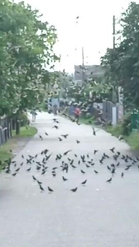 A flock of small black birds, likely starlings, is gathered on a paved road. The birds are in various states of activity, with some appearing to peck at the ground while others take flight. Two people are visible in the background walking away from the camera down the road. One person is wearing a red shirt and the other a light blue shirt. The environment appears to be a rural or suburban street lined with trees and fences. The sky is overcast.