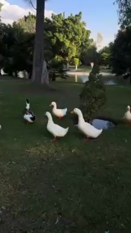 The video shows a group of ducks standing and walking on green grass.  There are about seven ducks visible, most are white, with orange beaks and feet. One duck has black and white markings. The ducks are in a park-like setting with green trees and a pond in the background. The sky is partly cloudy. Some of the ducks are vocalizing and making quacking noises.