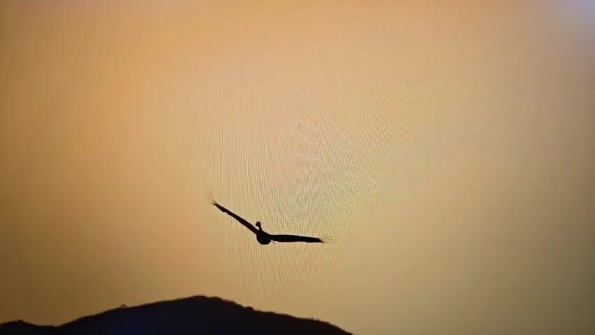 A silhouette of a bird flies against an off-white sky, above a silhouetted landmass. The bird flaps its wings as it moves. There is background music.