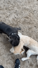Dogs playing and interacting in Paris park area
