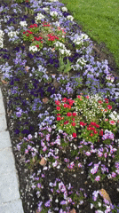 Spring flowers bloom in Garmisch-Partenkirchen park displays