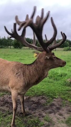 A brown deer with large antlers stands in a grassy field. The deer is facing away from the camera and appears to be walking forward. The sky is cloudy and there are trees in the background.
