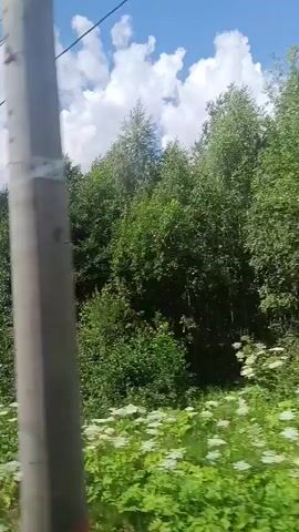 The video shows a view from a moving vehicle. The camera pans across a dense forest with tall green trees and a bright blue sky with white clouds. In the foreground, there is a field of white wildflowers and green grass. Electrical wires and a utility pole are visible, indicating the presence of infrastructure. The lighting suggests it is daytime, likely a sunny or partly cloudy day. The overall impression is one of natural scenery viewed from a journey.