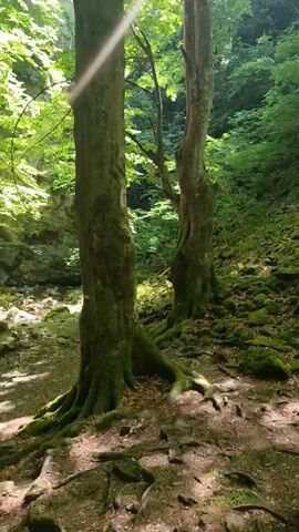 A forest scene with two trees in the foreground, their gnarled roots exposed on the forest floor. Sunlight streams through the canopy, creating dappled light. A moss-covered hillside rises behind the trees, littered with rocks and fallen logs. A narrow stream flows across the bottom of the frame, reflecting the sky and surrounding greenery. The overall impression is one of a serene and secluded natural environment.