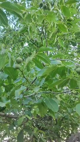 The video is a low-angle shot looking up into a walnut tree. The leaves are green and dense, with several clusters of unripe walnuts visible. A few branches are also visible. At the 00:02 mark, a person's hand briefly enters the frame from the top right, partially obscuring the view. The lighting suggests it is daytime.