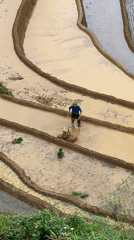 Early morning rice cultivation in Vietnamese terraced fields