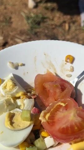 A partially eaten salad sits on a white plate outdoors in sunlight. The salad consists of sliced boiled egg, tomato, corn, and diced cucumbers and feta. A tan, tabby cat approaches the plate. The cat looks up at the camera and then rubs against a person’s leg. The ground is covered in brown dirt and mulch.
