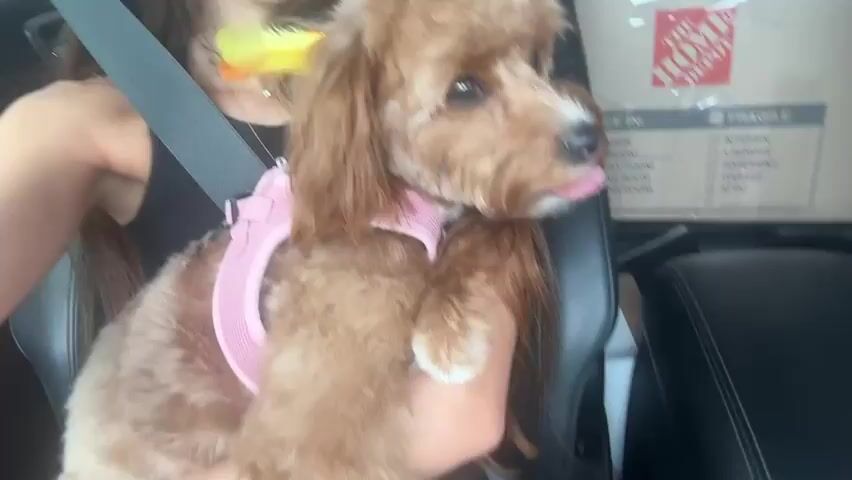 A person is holding a small brown dog with a pink harness in the passenger seat of a car. The dog has two feathers, one yellow and orange and one orange, in its fur on its head and ears. The person is wearing a black tank top and a seatbelt. Behind them, in the back seat, are moving boxes. The dog looks at the camera and pants with its tongue out.