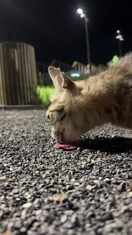 A close-up shot shows a tabby cat eating a piece of raw meat from the ground at night. The cat is in focus, with its head down and tongue out, licking the meat. The background is blurred, with some grass and streetlights visible. The ground is covered in gravel.