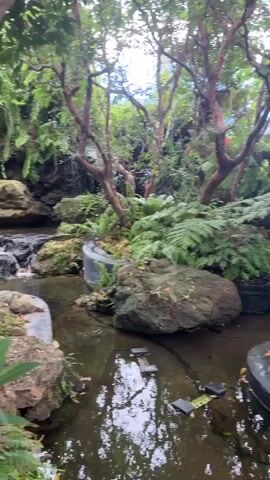 A serene outdoor garden features a small, cascading waterfall flowing over dark, moss-covered rocks into a shallow pond. Lush green ferns and other leafy plants surround the water, with trees forming a canopy overhead. Stepping stones are visible in the pond, and the water's surface reflects the surrounding greenery and trees. The scene suggests a peaceful, naturalistic setting.