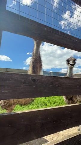 Two emus are seen in an outdoor enclosure in Gay-Kodzor, Russia, on a sunny day with a bright blue sky and white clouds. The video is shot from a low angle, looking up through a wooden fence with wire mesh on top. The heads and upper bodies of the two emus are visible above the fence line, looking towards the camera. The emu on the left looks directly ahead, while the emu on the right looks slightly to its left. The emus appear curious, and one of them makes a distinct "ku-ku" sound, which a human voice also imitates, referring to it as a "dinosaur." Green foliage is visible in the background beneath the sky.
