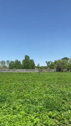 The video shows a panning shot of a rural landscape on a bright, clear day. The foreground is dominated by a lush green field, consisting of both grass and various types of foliage. Scattered throughout the field are thin, dry stems, possibly remnants of previous vegetation. Beyond the field, a wooden fence runs horizontally across the frame. Behind the fence are several trees, adding depth and greenery to the scene. In the distance, a cluster of rustic buildings, likely houses or barns, can be seen. The structures appear simple in design, with gabled roofs and weathered exteriors. The video ends with a view of a newer house with a blue roof. The sky above is a clear, unblemished blue, with no clouds visible.