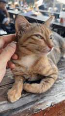 Tabby cat getting a head scratch on a wooden surface