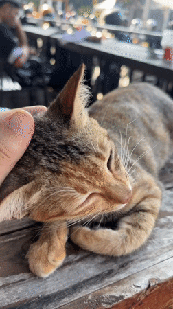 Tabby cat getting a head scratch on a wooden surface