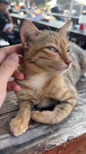 Tabby cat getting a head scratch on a wooden surface