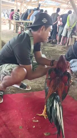 The video shows a man squatting on a red cloth. The man is wearing a black t-shirt, patterned shorts, and slide sandals. He has a black baseball cap on his head and is holding a rooster. In the background, there are other people sitting and standing under a wooden structure. The environment looks like an outdoor event or gathering.