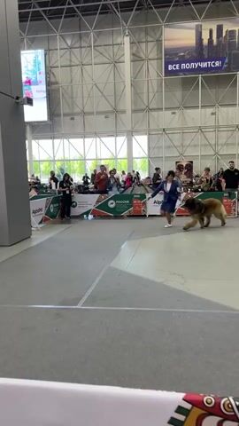 The video shows a dog show inside a large indoor venue. A woman in a blue suit and white shoes is showing a large, fluffy brown dog. The woman is holding the dog's leash and running with it around a white marked-off area. Several spectators are visible in the background, seated behind barriers. The venue has high ceilings with exposed metal beams and large banners hanging from the walls. One banner displays a city skyline with text that appears to be in Russian. Another banner shows a large number 11. There are various booths and displays set up around the perimeter of the area. The overall atmosphere suggests a formal event focused on dog evaluation.