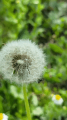 Spring wildlife and dandelions observed in Belarus countryside