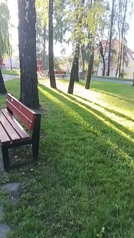 A golden retriever dog is lying on a patch of green grass in a park. The dog is on a leash. The sun is shining through the trees, casting long shadows on the grass. There are several birch trees in the foreground and middle ground. In the background, there is a building with a red roof and a playground structure. A red park bench is visible on the left side of the frame.