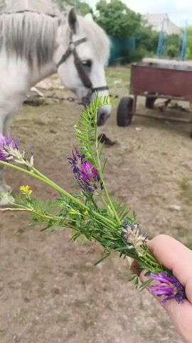 A person's hand holds a bouquet of wildflowers in the foreground. A white horse with a bridle is in the background, sniffing the flowers. The environment appears to be a rural outdoor setting with dry grass and some buildings in the distance.