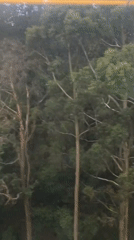 Forest landscape filmed from moving vehicle in Mexico City area
