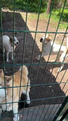 The video shows three dogs behind a green metal fence. Two dogs are light brown and white, and one dog is white with brown markings. The dogs are standing and looking towards the camera. The fence is a chain-link fence with a green metal frame. A black handle is visible on the right side of the fence. The background appears to be an outdoor area with dirt and some green foliage. The lighting suggests it is daytime.