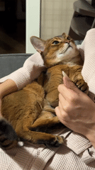 Abyssinian cat lounging in a pink blanket, Moscow apartment