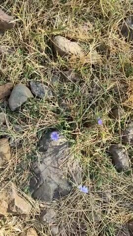 The video displays a close-up, ground-level view of dry grass and rocks. Several small, light purple flowers are scattered amongst the grass. One flower is prominently featured in the center of the frame, with two others visible in the upper and lower right portions of the video. The lighting suggests it is daytime, possibly sunny, as shadows are cast by the rocks and grass.