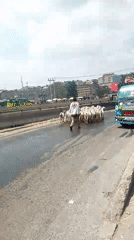 Goat herder guides flock through busy Nairobi streets