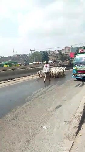Goat herder guides flock through busy Nairobi streets