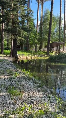 This is a vertical video showcasing a serene natural landscape in Beryozovsky, Russia. The scene is a tranquil pond surrounded by lush greenery and tall pine trees, reflecting the clear blue sky and sunlight. The foreground is dominated by a shoreline covered in light-colored pebbles and sparse green grass, with some reeds growing along the water's edge.

In the background, a wooden structure with a pitched roof, possibly a gazebo or shelter, is visible amidst the trees. The sunlight filters through the leaves, creating dappled patterns on the ground and water, suggesting it's daytime, likely late morning or early afternoon, with fair weather. The overall mood is peaceful and picturesque, capturing the quiet beauty of a natural setting. There is no visible text in the media.