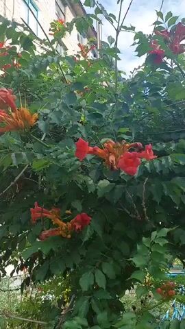 A video shows a close-up view of a flowering vine with trumpet-shaped orange and red flowers. The vine has lush green foliage. The camera pans slightly across the flowering plant, revealing clusters of blooms at different stages of development. In the background, parts of a building and a cloudy sky are visible.