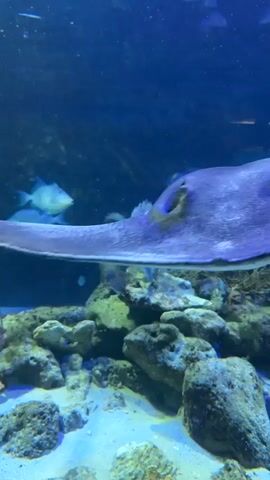 This is a close-up, underwater video of a stingray in an aquarium. The stingray is purple and appears to be moving slowly. Its eye is visible, and it looks directly at the camera. In the background, two small blue fish swim by. The bottom of the aquarium is covered with sand and rocks. The lighting is dim and blue, typical of an aquarium environment.