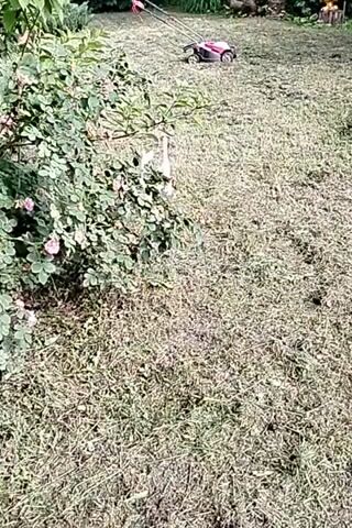 At 00:00, a lawn mower is visible in the background of a grassy yard. A white dog with brown markings is lying down in the grass near a bush. At 00:01, the dog sits up and looks towards the camera. At 00:02, the dog shakes its head and turns its body. At 00:03, the dog is standing, looking at the camera.