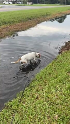 A medium-sized dog with white and tan markings is standing in dark, murky water. The dog is on a leash, which is black and extends out of frame to the left. The dog is facing away from the camera and appears to be drinking or investigating something in the water. The dog's tail is raised and curved. The water has ripples on its surface, suggesting the dog's movement or some other disturbance. The dog is on the edge of a canal or ditch, with green grass on the right side of the frame and brown, muddy soil on the left. In the background, there is a paved road, some buildings, and trees. The sky appears overcast.