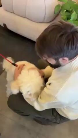 A man wearing a light-colored sweater and dark pants is kneeling and holding a small, fluffy white dog with a red leash attached to its harness. The man kisses the dog on the face. The scene appears to be indoors, with a modern-looking couch in the background and a dining table visible in the distance. The lighting is natural and the overall atmosphere is warm and casual. The man had been wearing a face mask which is not present when he kisses the dog.