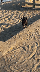 Nha Trang beachfront busy with dogs, volleyball, and swimmers