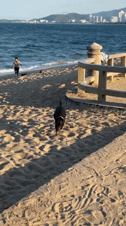 Nha Trang beachfront busy with dogs, volleyball, and swimmers