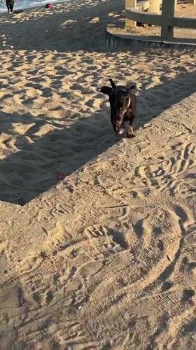 Nha Trang beachfront busy with dogs, volleyball, and swimmers