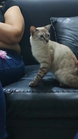 A cat with light brown and white fur, and darker brown tabby markings on its legs and tail, is sitting on a black leather couch. A person's arm and shoulder, clad in a black shirt and blue jeans, are visible on the left side of the frame. The cat is looking to the right, then turns its head to look directly at the camera. The cat then looks down to the left.
