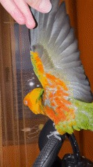 Woman takes selfies with pet sun conure in Khimki