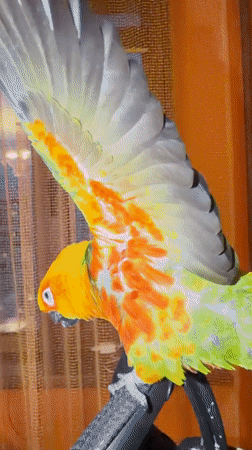 Woman takes selfies with pet sun conure in Khimki