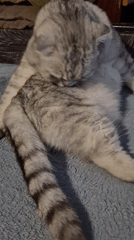 Scottish Fold cat grooming and lounging on a blanket