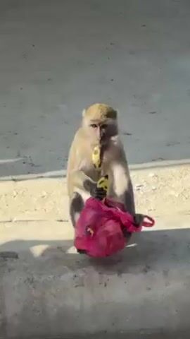 The video shows a light brown monkey sitting on a concrete ledge. It is eating a banana and has a pink plastic bag filled with bananas next to it. A person walks by in the background wearing sandals. The monkey continues to eat the banana.