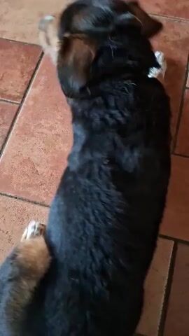 A black and tan dog with brown markings on its face and legs walks across a tiled floor. The dog's tail is wagging and it appears to be looking down. The camera is positioned close to the floor and is slightly shaky. The floor tiles are reddish-brown and laid in a grid pattern.