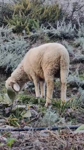 A young sheep with white wool is grazing on a grassy hillside. The sheep is facing away from the camera, with its head down as it eats. The hillside is covered in low-lying green and gray vegetation. There are a few small purple flowers scattered amongst the grass. The lighting suggests it is either early morning or late afternoon.