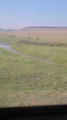 The video, shot from the interior of a vehicle, pans across a rural landscape under a clear blue sky. The foreground shows the dashboard and steering wheel of the vehicle. In the middle ground, a narrow stream or ditch meanders through a green grassy field. Beyond the stream, several cows are scattered across a larger, dry, tan-colored field. In the distance, rolling hills form the horizon. The camera moves slightly, shifting the view of the cows and the landscape. The overall impression is of a calm, pastoral scene.